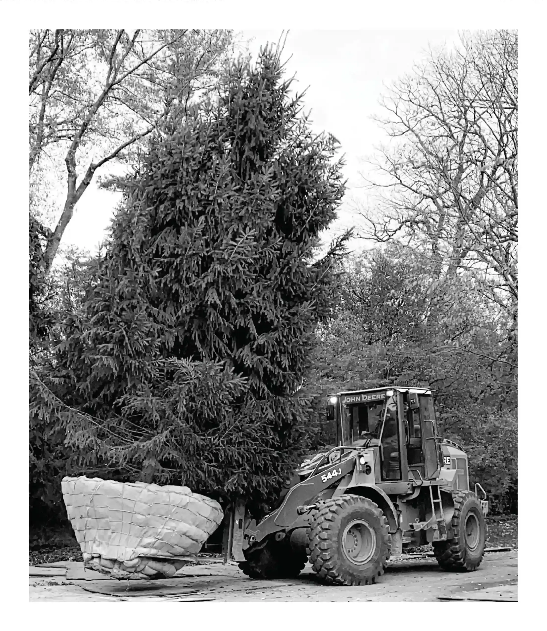 Tree loader at work